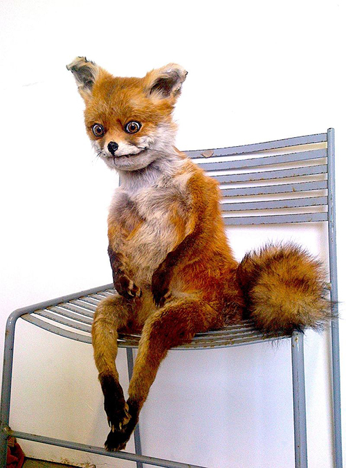 A fox with an inscrutable facial expression.